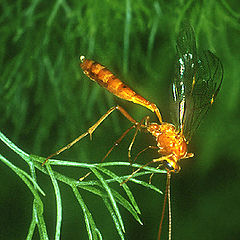 фото "Ichneumon Fly"