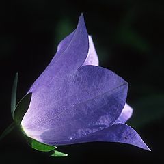 фото "Heart Light"