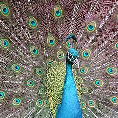 фото "Peacock"