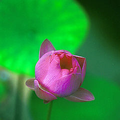 photo "Lotus Bud"