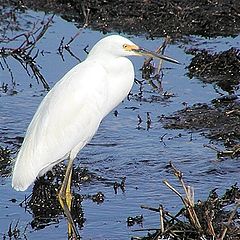 photo "Snowy Egret Portrait"