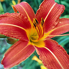 фото "Lilly"