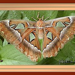 фото "Silk Moth Portrait"