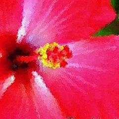 фото "Hibiscus"