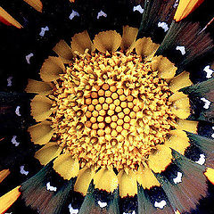 photo "Gazania#1"