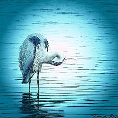 фото "Great Blue Heron on a Blue Morning"