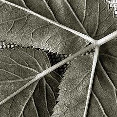 photo "Just a leave"