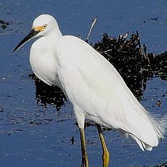 photo "Snowy Egret Portrait #2"