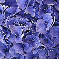 фото "Hortensia"