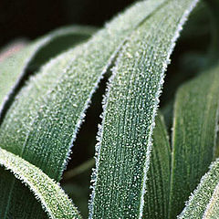 фото "Frosts"