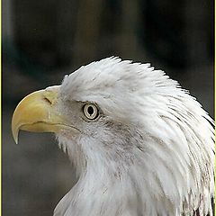 фото "Bald Eagle Portrait (Non Captive)"