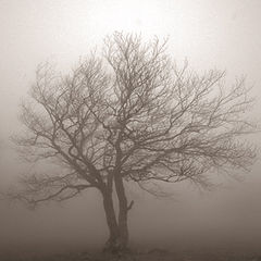 photo "Again tree and fog"