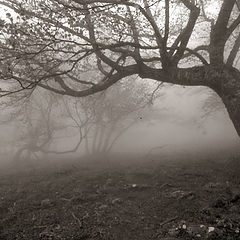 фото "Деревья и туман"