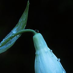 фото "Ballet"