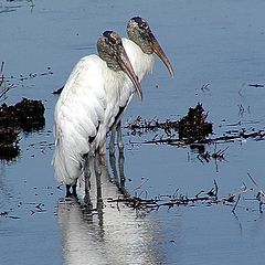 photo "Wood Storks"