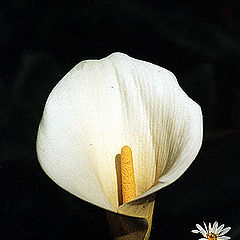 фото "Calla & Daisy"