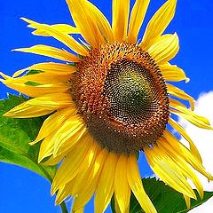 photo "Sunflower"