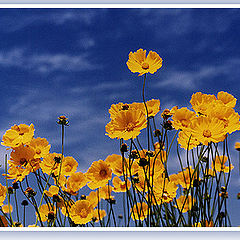 photo "Yellow Flowers"