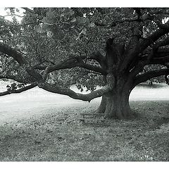 фото "Millennium Oak"