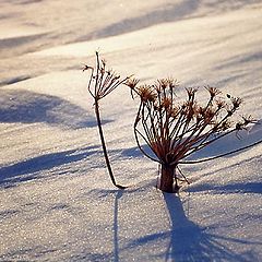 photo "Winter flower"