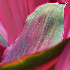 photo "Flora Palette"