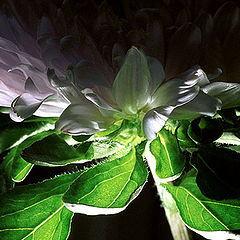 photo "Astra"