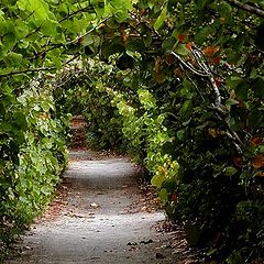 photo "Natural Arches"