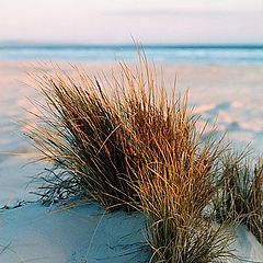 photo "Dune grass"