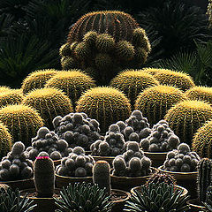 photo "The Cactus Family"