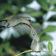 photo "Feeding"