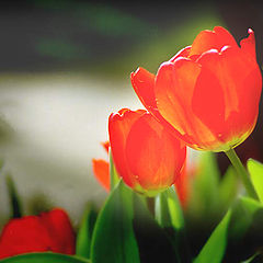 photo "Tulip"