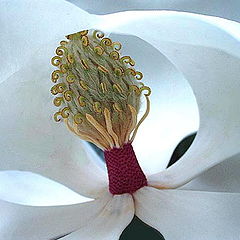 photo "Magnolia  Centerpiece"