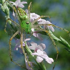 photo "Green Spider"