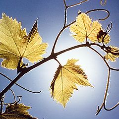 photo "The vine"