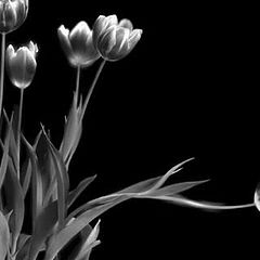 photo "From Netherlands with love"