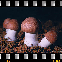 фото "fungus"