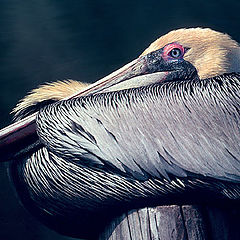 фото "Pelican  Roost"