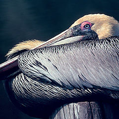 photo "Pelican  Roost"