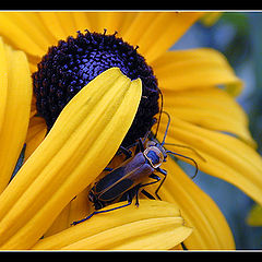 photo "Blue & Yellow"