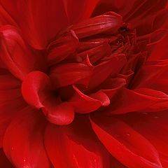 фото "Red Hot Passion"