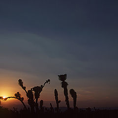 фото "Sunset in the semidesert"