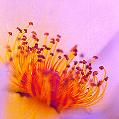 фото "Macro 2 or Dancing stamens"