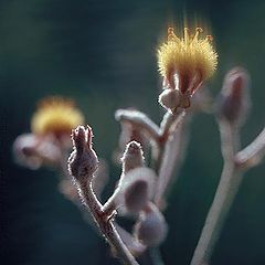 фото "Wild Flowers Aglow"