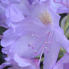 фото "Silver Stamen"