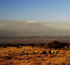 photo "Africa. Grasing at Kilimanjaro"