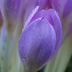 photo "Fall Crocus"