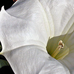 фото "Night Flower #4"