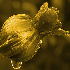 фото "Drops Of Gold"