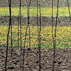 фото "Maramures landscape IV"