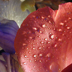 photo "Drops"